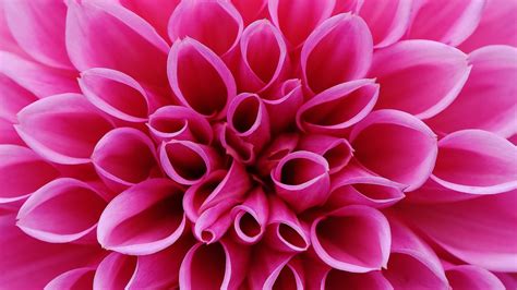 Wallpaper Flower Pink 4k Nature 15776