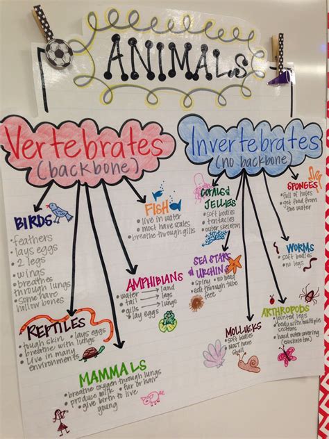 Animal Classification Anchor Chart