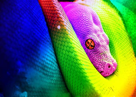 Random Art Rainbow Snake 20 By Lightningwing01 On Deviantart