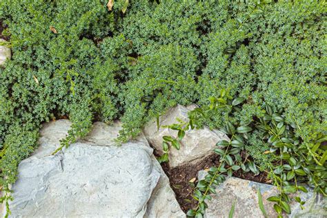 10 Sedum Stonecrop Varieties To Plant As Ground Cover