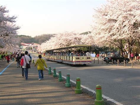 Menikmati musim bunga sakura korea di yeouido dijamin tidak akan membuatmu kecewa. 4 musim, tempat pelancongan : Malay VANK