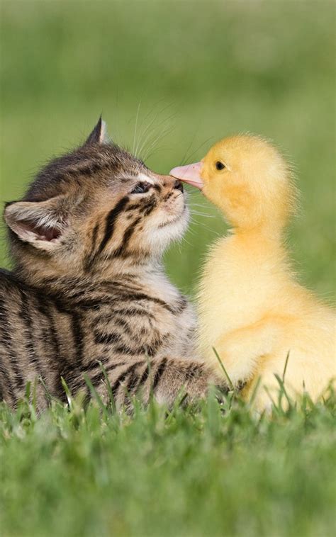 Free Download Baby Kitten And Duck Android Wallpaper Free Download