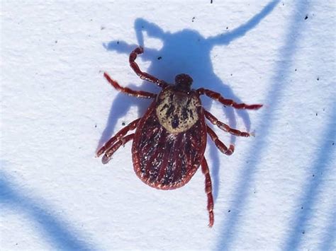 An In Depth Guide To Brown Dog Ticks Types Of Ticks In New Jersey