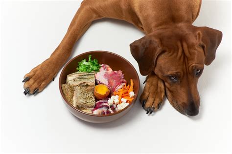 Consejos Para Antes Y Después De Alimentar Al Perro Mis Animales