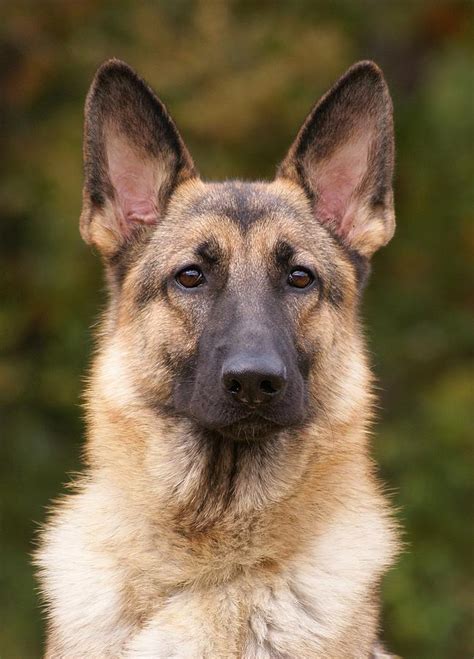 Sable German Shepherd Dog Photograph By Sandy Keeton Fine Art America
