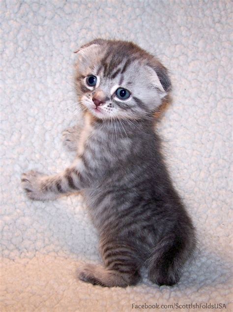 Cute Scottish Fold Munchkin