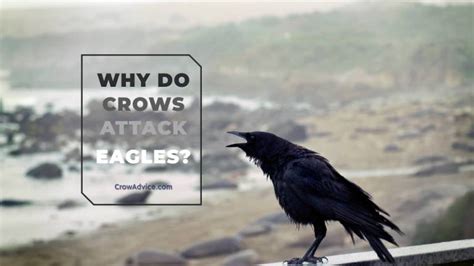 Why Do Crows Attack Eagles 6 Surprising Reasons