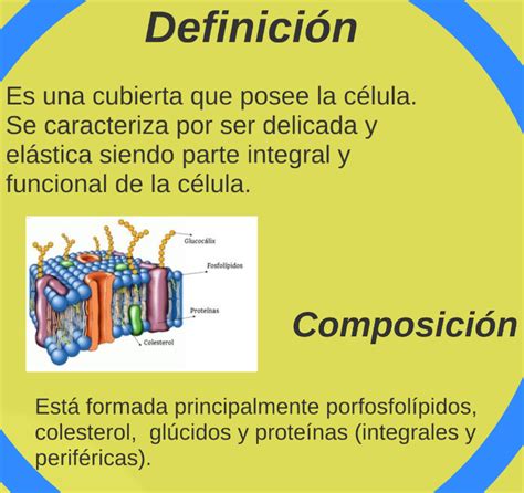 DefiniciÓn Y ComposiciÓn De La Membrana Plasmatica Membrana