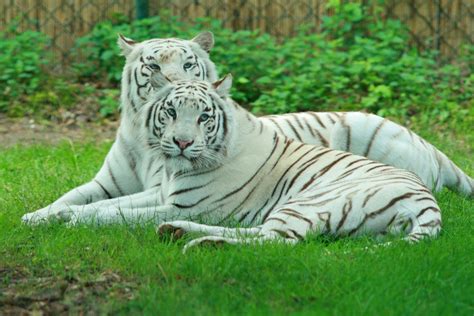 White Tiger Hd Wallpapers High Definition Free Background
