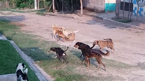 Perros Peliando Por Una Perra En El Salvadormp4 Youtube