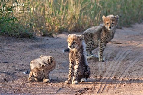 Adorable Cheetah Cubs Rwildlifephotography