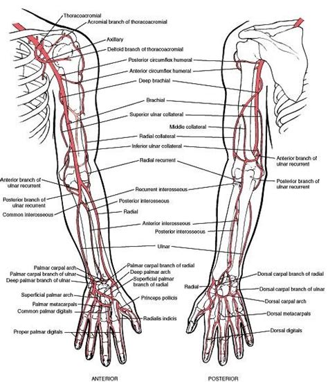 Or use the buttons in the upper left. arteries of upper extremity | Anatomy flashcards, Arteries ...