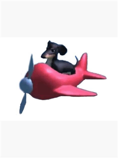 Dog In Plane Meme Ubicaciondepersonascdmxgobmx