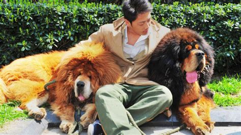 Tibetan Mastiff The Dog That Looks Like A Lion Hubpages