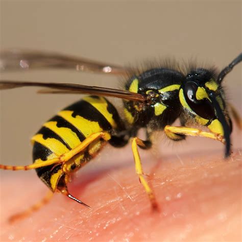 The Surprising Benefits Of Wasp Stings Debunking The Myths Stylish