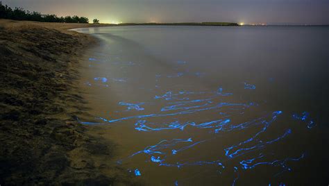 5 Places To See Bioluminescence Around The World The Discoverer