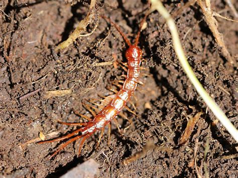 Centipede Bugguidenet