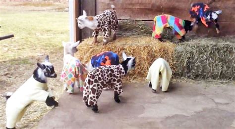 This Video Of A Baby Goat Pajama Party Is Exactly What You Need Today
