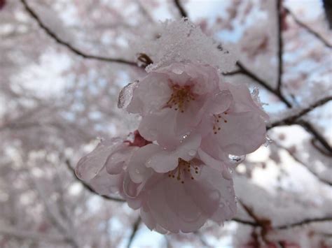 When It Snows It Blossoms Crowd Sourced Images Of Cherry
