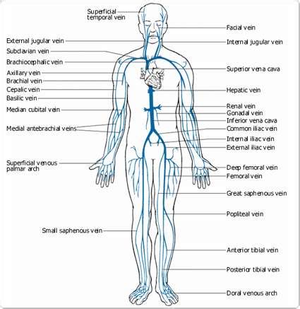 Arteries are red blood vessels that carry blood away from the heart. Veins diagram