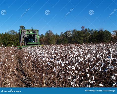 Picking Cotton Stock Image Image Of Botany Machine Industry 8007785