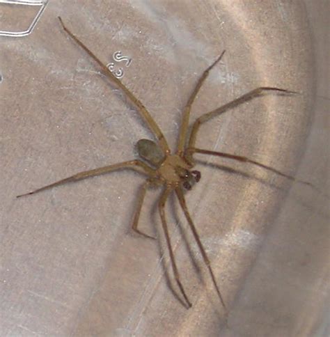 Az Or Desert Brown Spider Loxosceles Arizonica Bugguidenet