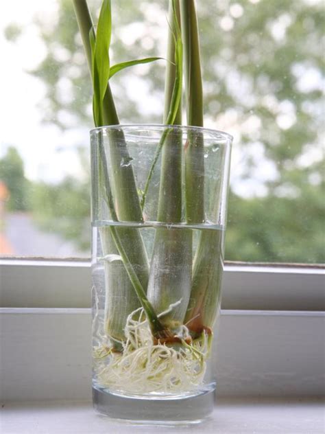 So, how to plant lemongrass? How To Grow Kangkung, Curry Leaves & Other Balcony ...