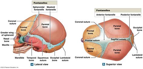 Infant Skull And Fontanelles Skull Anatomy Human Anatomy And