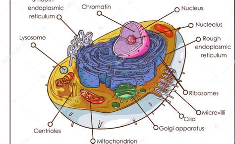 Estructura Celula Eucariota Animal Partes Abc Fichas Otosection