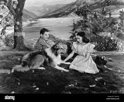 Courage Of Lassie Year 1946 Usa Elizabeth Taylor Liz Taylor Tom