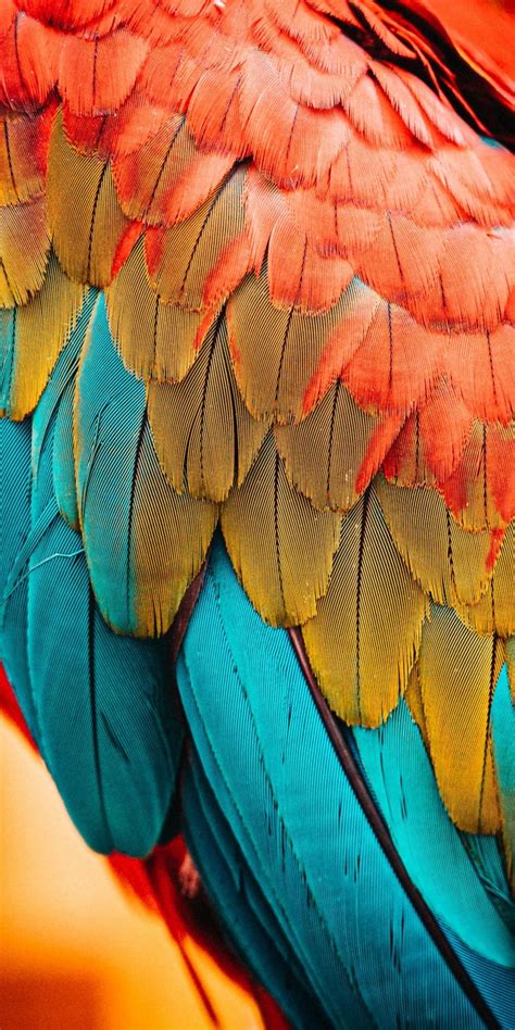 1080x2160 Colorful Feathers Parrot Birds Close Up Wallpaper Parrot