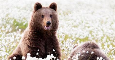 It belongs to the family accipitridae. Europe's Amazing National Animals | Far & Wide