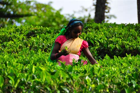 Trekking Sri Lankas Tea Fields