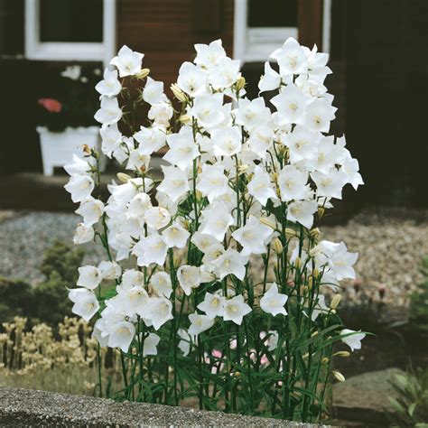 Campanula Persicifolia ´alba´ Zvonek Broskvolistý Bílý C15