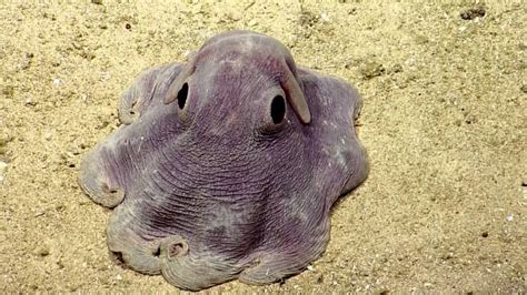 10 Sea Creatures That Look Like Theyre From Another Planet