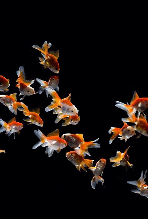 Goldfish Iphone Wallpapers Wallpaper Cave