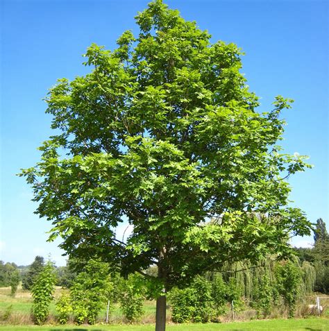 Fraxinus Excelsior Gewone Es Kopen Tuincentrumnl