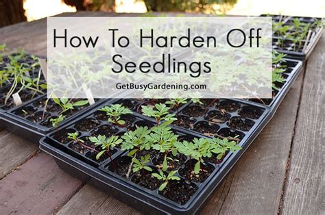 How To Harden Off Seedlings Before Planting Them In The Garden