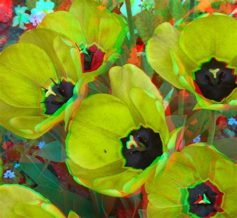 Yellow Flowers In Anaglyph 3d Red Blue Glasses To View A Photo On