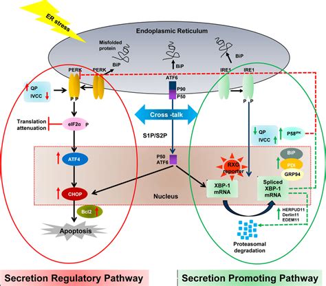 Key Elements Of Er Stress Pathway Responsible For Efficient Igg