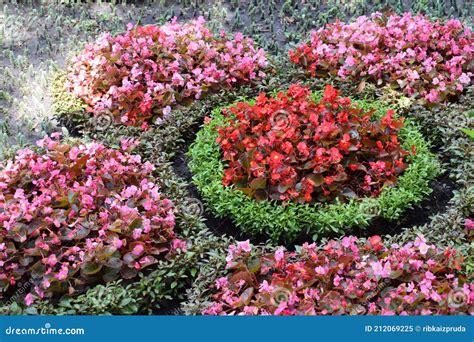 Pink And Red Begonia In Flower Bed Stock Image Image Of Gardening