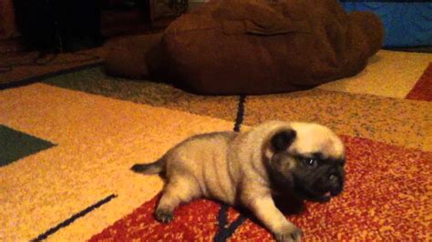 Cutest Pug Puppy 2 Weeks Old Youtube