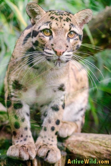 Clouded Leopard Facts For Kids And Adults Pictures Information And Video