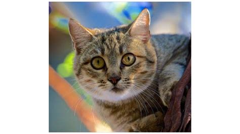 Lets Help Feral Cats In Australia
