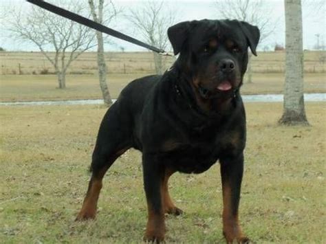 Rottweilers sometimes get an unfair rap as aggressive, but they're really just a loyal breed with. colorful pictures of rotties | ACK Rottweiler Puppies - 8 Weeks old for sale in Houston, Texas ...