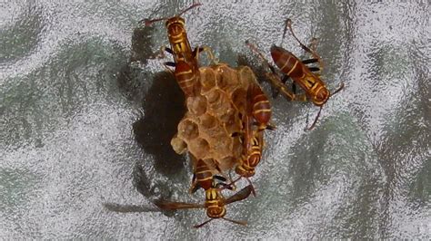 Small ‘paper Wasps Will Sting If Nest Is Threatened In