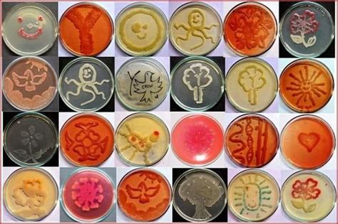 Staphylococcus Intermedius Microbiology 3302 Lab