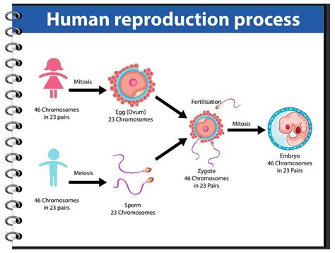 Reproduction Process Of Human Infographic Vector Art At Vecteezy