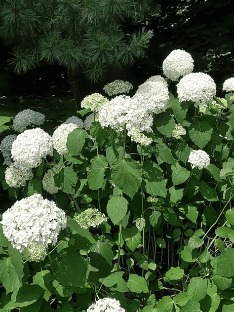 Annabelle Hydrangea Care For Lazy Gardeners Planting 101