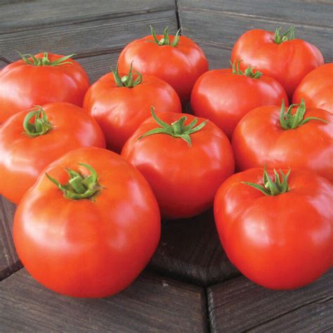 Mountain Merit F1 Tomato Seed Johnnys Selected Seeds